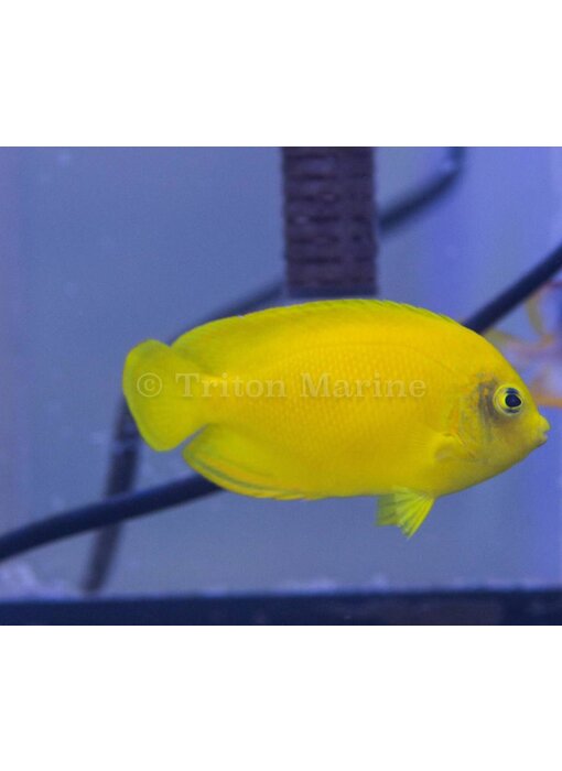Yellow Angelfish (Centropyge heraldi)