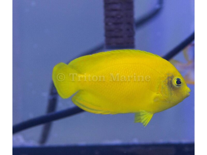 Yellow Angelfish (Centropyge heraldi)