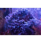 Purple Calcified Branching Algae