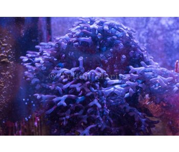 Purple Calcified Branching Algae