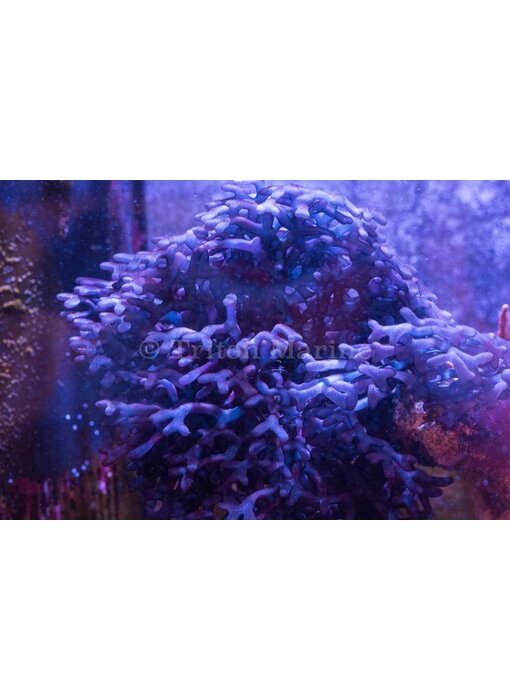 Purple Calcified Branching Algae