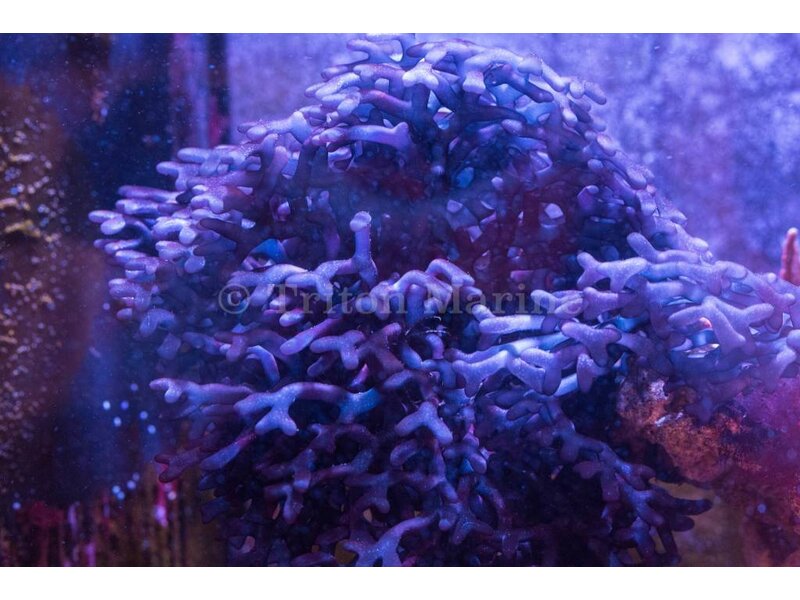 Purple Calcified Branching Algae