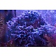 Purple Calcified Branching Algae