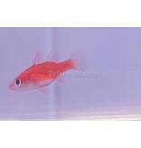 Red Stop Light Cardinalfish (Fowleria flammea)