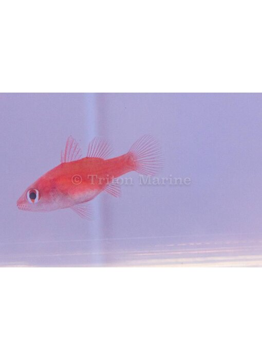 Red Stop Light Cardinalfish (Fowleria flammea)