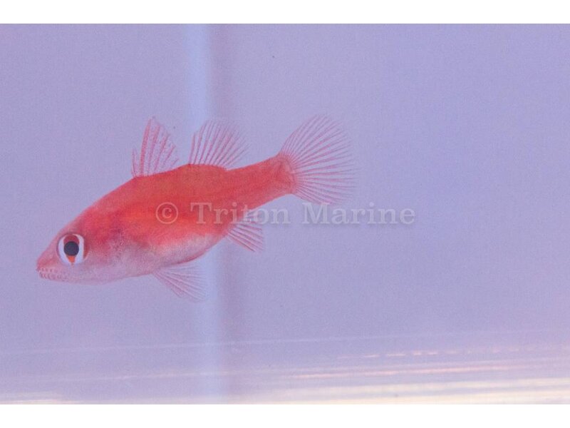 Red Stop Light Cardinalfish (Fowleria flammea)