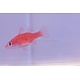 Red Stop Light Cardinalfish (Fowleria flammea)