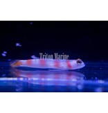 Flagtail Pinkbar Goby (Amblyeleotris yanoi)