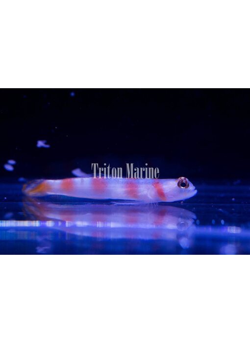 Flagtail Pinkbar Goby (Amblyeleotris yanoi)