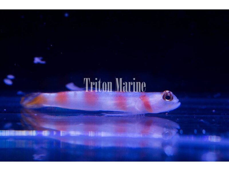 Flagtail Pinkbar Goby (Amblyeleotris yanoi)