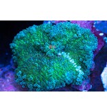 TMA White Stripe Yuma Mushroom