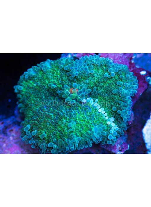 TMA White Stripe Yuma Mushroom