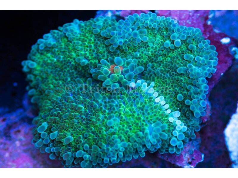TMA White Stripe Yuma Mushroom
