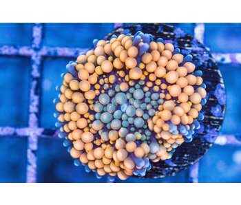 Orange Ricordea Mushroom