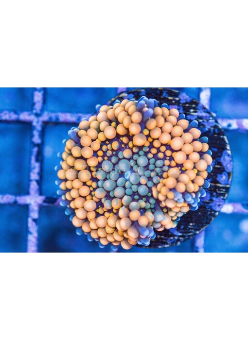 Orange Ricordea Mushroom