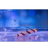 Hi Fin Red Banded Goby (Stonogobiops nematodes)