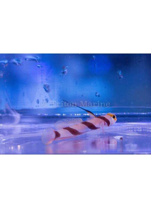 Hi Fin Red Banded Goby (Stonogobiops nematodes)
