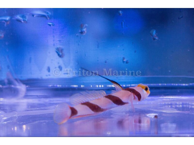 Hi Fin Red Banded Goby (Stonogobiops nematodes)