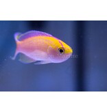Sunset Anthias (Pseudanthias parvirostris)