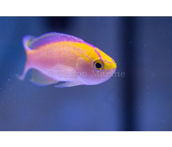 Sunset Anthias (Pseudanthias parvirostris)