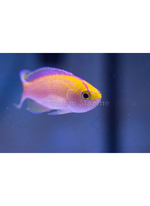 Sunset Anthias (Pseudanthias parvirostris)