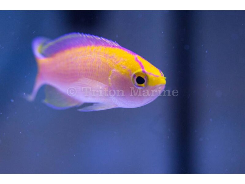 Sunset Anthias (Pseudanthias parvirostris)
