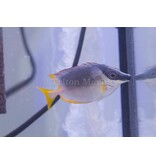 Magnificent Foxface (Siganus magnificus)