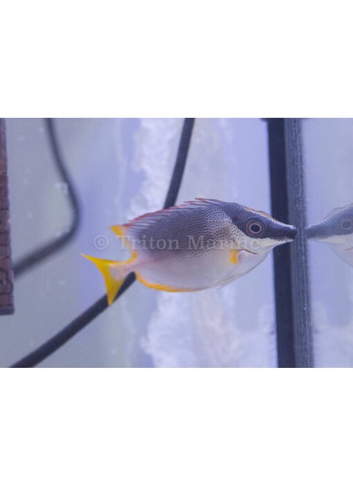 Magnificent Foxface (Siganus magnificus)