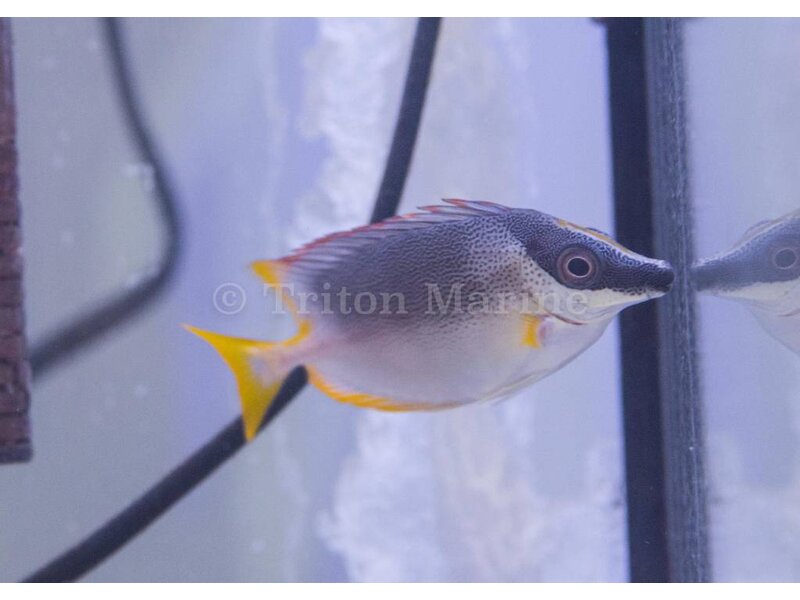 Magnificent Foxface (Siganus magnificus)