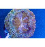 Green and Iridescent Acanthophyllia