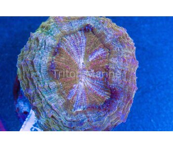 Green and Iridescent Acanthophyllia