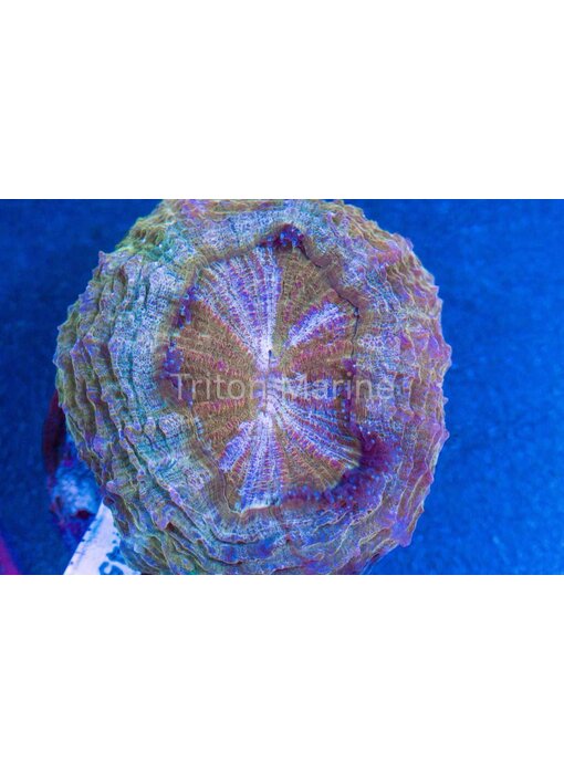 Green and Iridescent Acanthophyllia