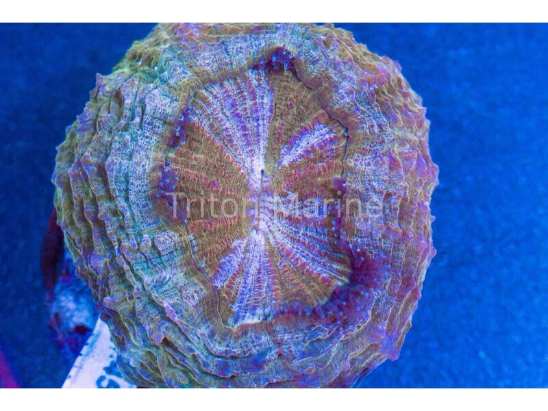 Green and Iridescent Acanthophyllia