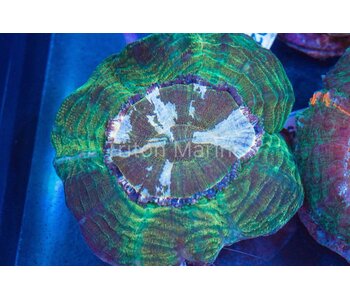 Green and Peach Acanthophyllia