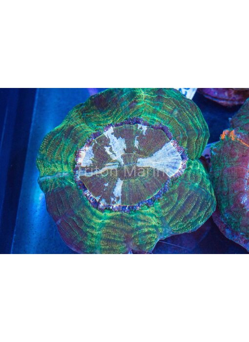 Green and Peach Acanthophyllia