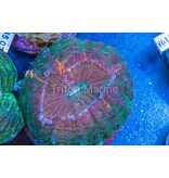 Green Acanthophyllia with Orange Specks