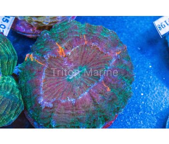 Green Acanthophyllia with Orange Specks