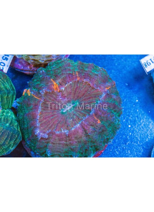 Green Acanthophyllia with Orange Specks