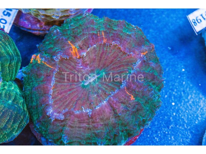 Green Acanthophyllia with Orange Specks