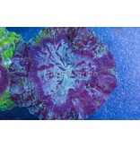 Purple Acanthophyllia with Green Stripes