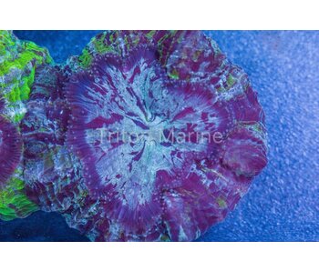 Purple Acanthophyllia with Green Stripes