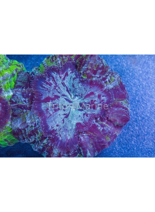 Purple Acanthophyllia with Green Stripes