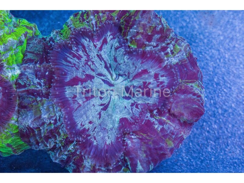 Purple Acanthophyllia with Green Stripes