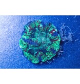 Rainbow Wellsophyllia