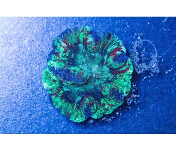 Rainbow Wellsophyllia