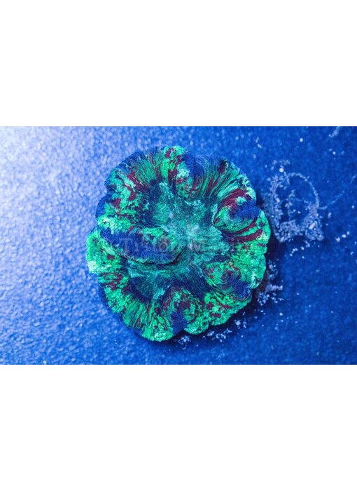 Rainbow Wellsophyllia