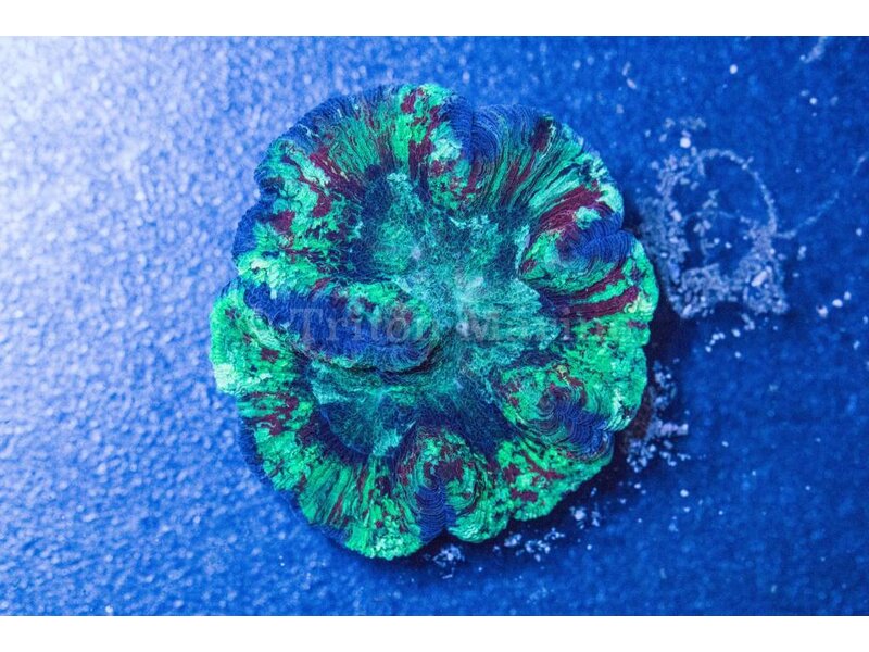 Rainbow Wellsophyllia