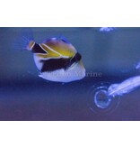 Humu Rectangle Triggerfish (Rhinecanthus rectangulus)