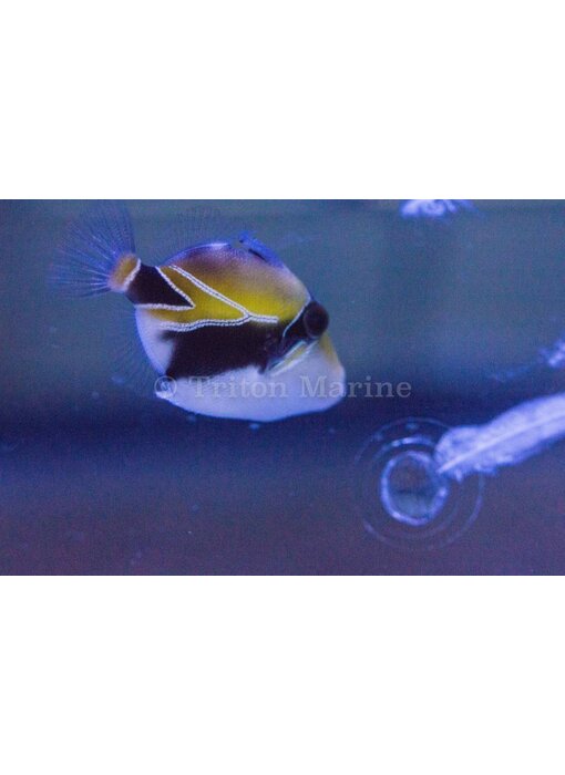 Humu Rectangle Triggerfish (Rhinecanthus rectangulus)