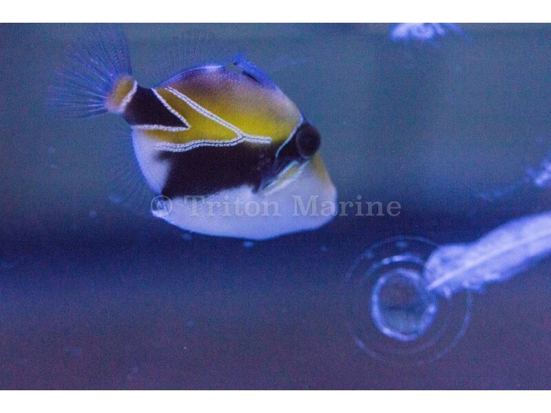 Humu Rectangle Triggerfish (Rhinecanthus rectangulus)